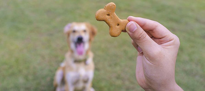 Ricompense e punizioni da dare al cane