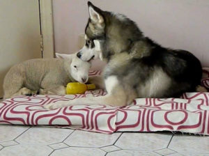 riposo husky agnello