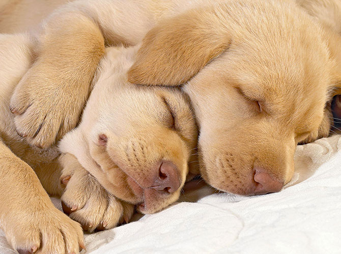 sonno cane