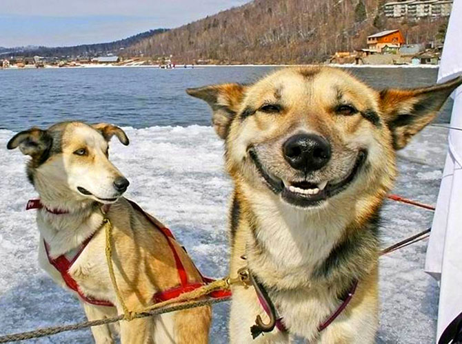 sorriso cani