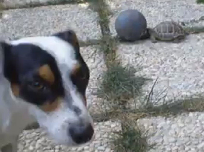 tartaruga cane calcio
