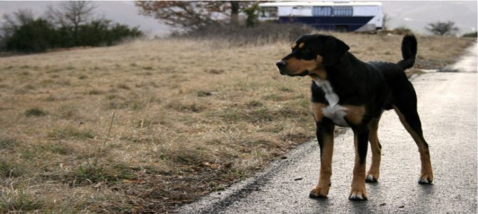 Cane solo in giardino? E’ reato di abbandono