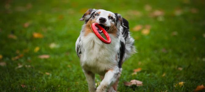 agility