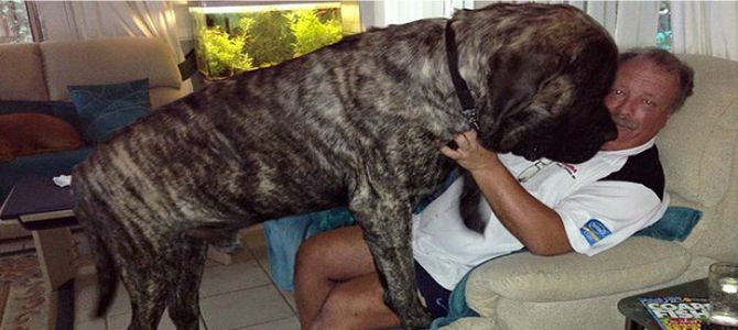 Baron, un cucciolone di oltre 100 Kg