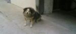 brasca