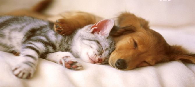cane e gatto