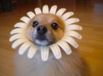 cane fiore