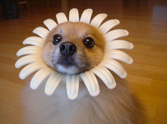 cane fiore