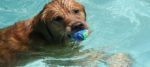 cane in piscina