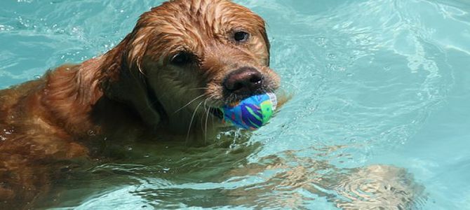 cane in piscina