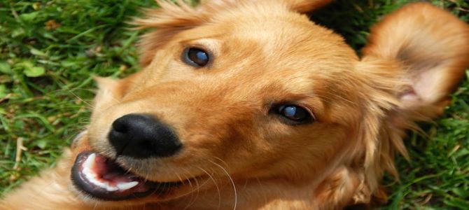 cane sano
