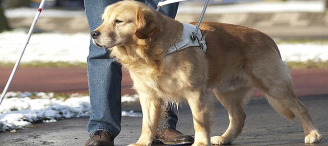 Hotel rifiuta prenotazione a signora ipovedente e il suo cane