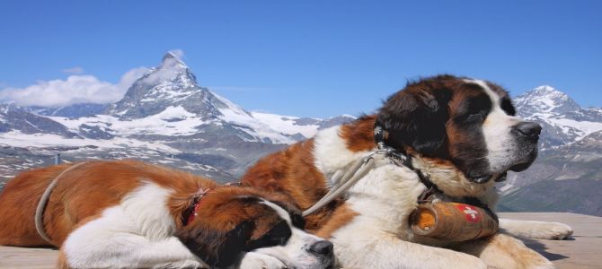 La scuola dei cani da valanga compie 50 anni