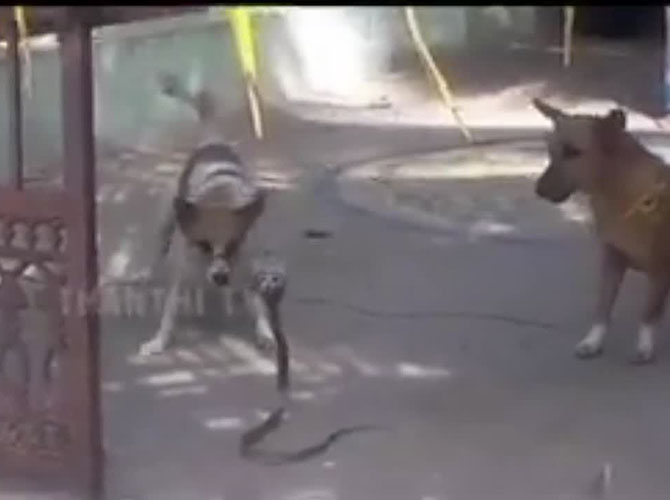 cani e cobra