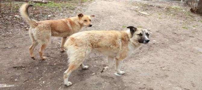 cani randagi