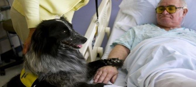 Cani in ospedale, a Treviglio si può