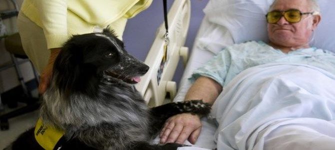 cani ospedale