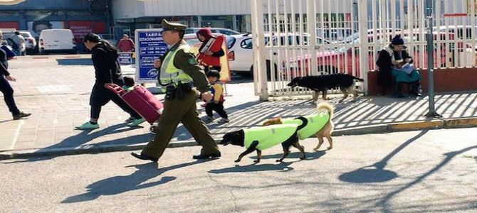 Cani abbandonati diventano cani poliziotto