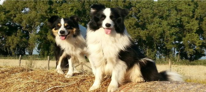 Corso per diventare consulenti di cinofilia naturale