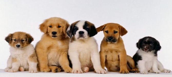 cuccioli 1