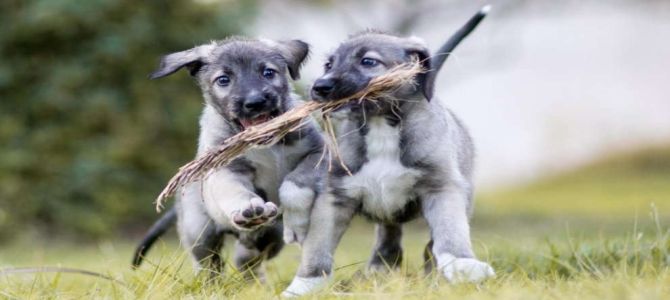 In Sudafrica, nati due cuccioli monozigoti