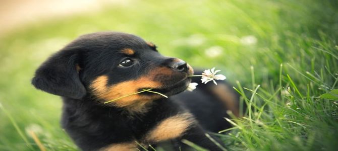 Come educare Fido a fare pipì fuori casa