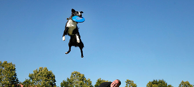 disc dog