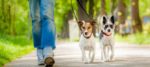 dog sitter