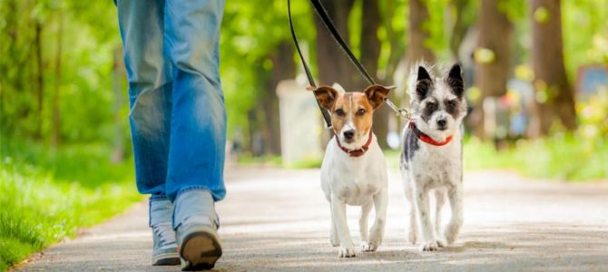 Vuoi diventare dog sitter? Ecco come fare