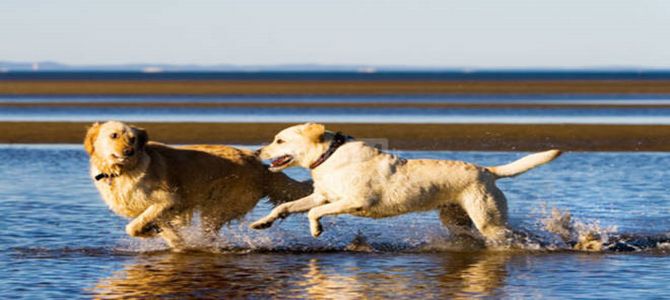 lega del cane