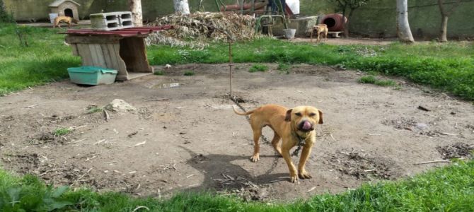 Denunciato allevatore per maltrattamento sui suoi cani