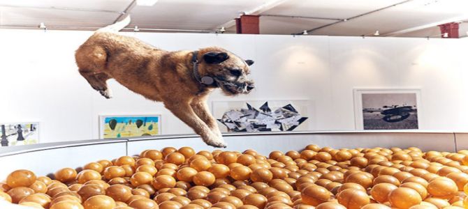 mostra arte cani