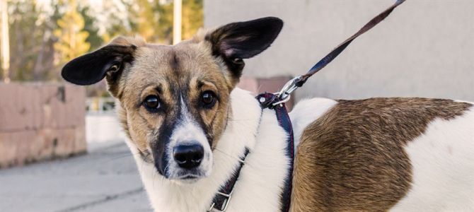 Anche il Giudice di Pace a favore dell’ingresso dei cani nei parchi