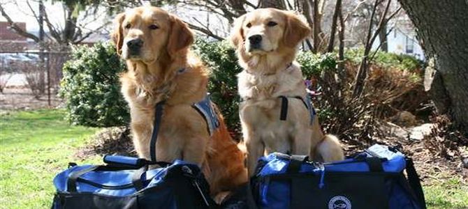 pet therapy