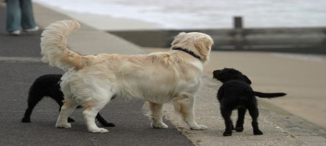 Da che parte scodinzola il vostro cane?