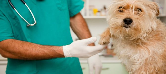 Spese veterinarie dal 2017 nella dichiarazione dei redditi