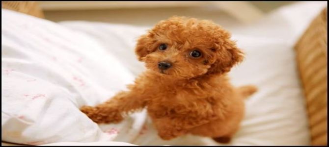 toy