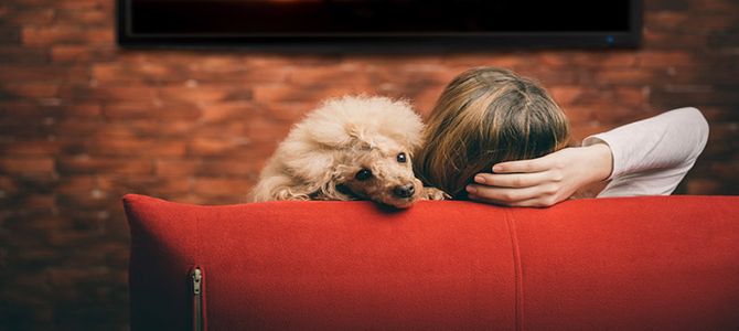 Ai cani piace la TV?