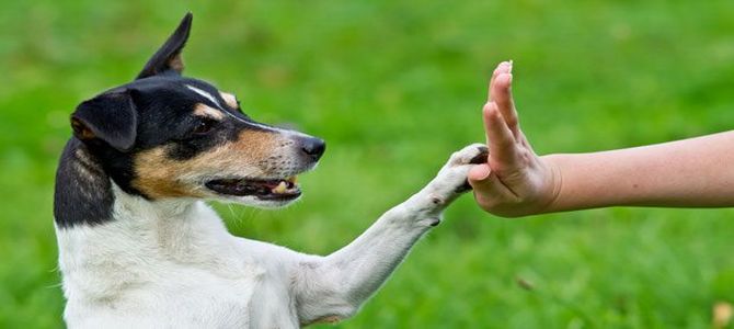 Verbania vuole diventare città per cani