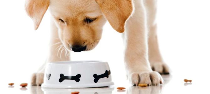 Anche per Fido alimentazione sempre più naturale