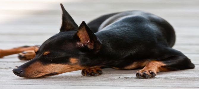 Sit-in sotto casa dell’uomo che ha seviziato e ucciso un pinscher