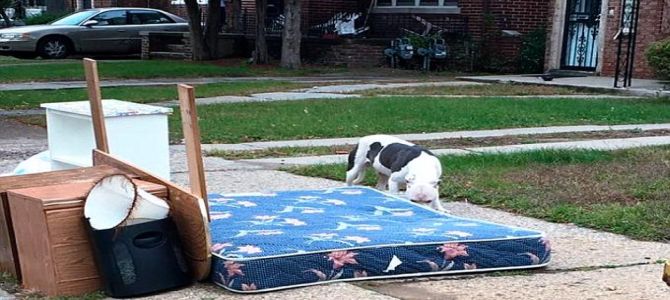 Boo, il cane abbandonato dopo il trasloco