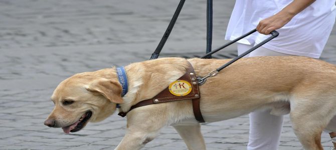 Il 16 ottobre Giornata nazionale del cane guida