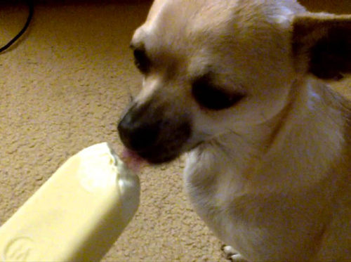 cane mangia gelato