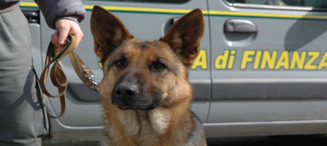 I cani antidroga fanno lezione a scuola