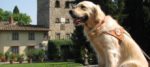 cani guida