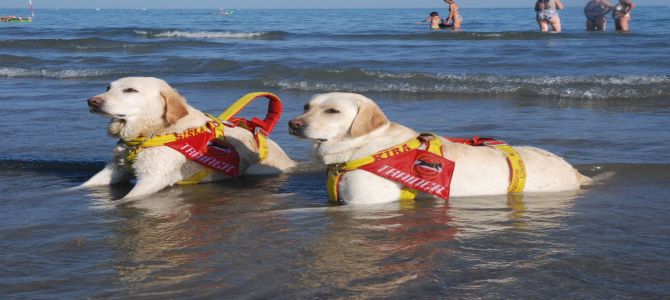 Ad Ortona presentato il corso per cani da salvataggio