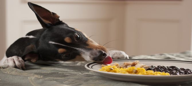 Novembre, mese del diabete del cane e del gatto