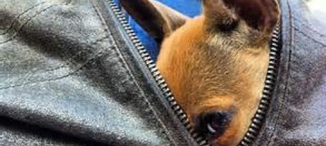 dognapping