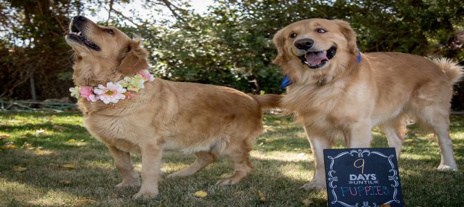 La dolce attesa dei cani spopola su Twitter